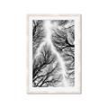 Picture of Web of Trees _GroupedProduct_Rectangle_Portrait_Photography _GroupedProduct_Rectangle_Portrait_Framed_Matted_
