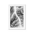 Picture of Web of Trees _GroupedProduct_Rectangle_Portrait_Photography _GroupedProduct_Rectangle_Portrait_Framed_Matted_