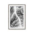 Picture of Web of Trees _GroupedProduct_Rectangle_Portrait_Photography _GroupedProduct_Rectangle_Portrait_Framed_Matted_