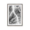 Picture of Web of Trees _GroupedProduct_Rectangle_Portrait_Photography _GroupedProduct_Rectangle_Portrait_Framed_Matted_