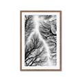Picture of Web of Trees _GroupedProduct_Rectangle_Portrait_Photography _GroupedProduct_Rectangle_Portrait_Framed_Matted_