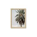 Picture of Canary Palm _GroupedProduct_Rectangle_Portrait_Photography _GroupedProduct_Rectangle_Portrait_Framed_Matted_