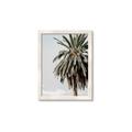 Picture of Canary Palm _GroupedProduct_Rectangle_Portrait_Photography _GroupedProduct_Rectangle_Portrait_Framed_Matted_