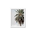 Picture of Canary Palm _GroupedProduct_Rectangle_Portrait_Photography _GroupedProduct_Rectangle_Portrait_Framed_Matted_