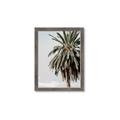 Picture of Canary Palm _GroupedProduct_Rectangle_Portrait_Photography _GroupedProduct_Rectangle_Portrait_Framed_Matted_