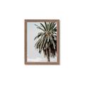Picture of Canary Palm _GroupedProduct_Rectangle_Portrait_Photography _GroupedProduct_Rectangle_Portrait_Framed_Matted_