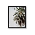 Picture of Canary Palm _GroupedProduct_Rectangle_Portrait_Photography _GroupedProduct_Rectangle_Portrait_Framed_Matted_