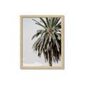 Picture of Canary Palm _GroupedProduct_Rectangle_Portrait_Photography _GroupedProduct_Rectangle_Portrait_Framed_Matted_