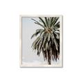 Picture of Canary Palm _GroupedProduct_Rectangle_Portrait_Photography _GroupedProduct_Rectangle_Portrait_Framed_Matted_