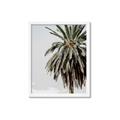 Picture of Canary Palm _GroupedProduct_Rectangle_Portrait_Photography _GroupedProduct_Rectangle_Portrait_Framed_Matted_
