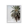 Picture of Canary Palm _GroupedProduct_Rectangle_Portrait_Photography _GroupedProduct_Rectangle_Portrait_Framed_Matted_