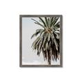 Picture of Canary Palm _GroupedProduct_Rectangle_Portrait_Photography _GroupedProduct_Rectangle_Portrait_Framed_Matted_