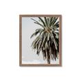Picture of Canary Palm _GroupedProduct_Rectangle_Portrait_Photography _GroupedProduct_Rectangle_Portrait_Framed_Matted_