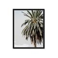 Picture of Canary Palm _GroupedProduct_Rectangle_Portrait_Photography _GroupedProduct_Rectangle_Portrait_Framed_Matted_