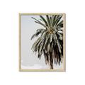 Picture of Canary Palm _GroupedProduct_Rectangle_Portrait_Photography _GroupedProduct_Rectangle_Portrait_Framed_Matted_