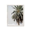 Picture of Canary Palm _GroupedProduct_Rectangle_Portrait_Photography _GroupedProduct_Rectangle_Portrait_Framed_Matted_