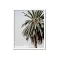 Picture of Canary Palm _GroupedProduct_Rectangle_Portrait_Photography _GroupedProduct_Rectangle_Portrait_Framed_Matted_