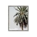 Picture of Canary Palm _GroupedProduct_Rectangle_Portrait_Photography _GroupedProduct_Rectangle_Portrait_Framed_Matted_
