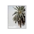 Picture of Canary Palm _GroupedProduct_Rectangle_Portrait_Photography _GroupedProduct_Rectangle_Portrait_Framed_Matted_