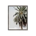Picture of Canary Palm _GroupedProduct_Rectangle_Portrait_Photography _GroupedProduct_Rectangle_Portrait_Framed_Matted_