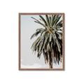 Picture of Canary Palm _GroupedProduct_Rectangle_Portrait_Photography _GroupedProduct_Rectangle_Portrait_Framed_Matted_