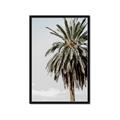Picture of Canary Palm _GroupedProduct_Rectangle_Portrait_Photography _GroupedProduct_Rectangle_Portrait_Framed_Matted_