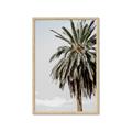 Picture of Canary Palm _GroupedProduct_Rectangle_Portrait_Photography _GroupedProduct_Rectangle_Portrait_Framed_Matted_