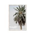 Picture of Canary Palm _GroupedProduct_Rectangle_Portrait_Photography _GroupedProduct_Rectangle_Portrait_Framed_Matted_