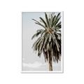 Picture of Canary Palm _GroupedProduct_Rectangle_Portrait_Photography _GroupedProduct_Rectangle_Portrait_Framed_Matted_