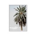 Picture of Canary Palm _GroupedProduct_Rectangle_Portrait_Photography _GroupedProduct_Rectangle_Portrait_Framed_Matted_