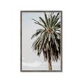 Picture of Canary Palm _GroupedProduct_Rectangle_Portrait_Photography _GroupedProduct_Rectangle_Portrait_Framed_Matted_
