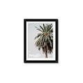 Picture of Canary Palm _GroupedProduct_Rectangle_Portrait_Photography _GroupedProduct_Rectangle_Portrait_Framed_Matted_