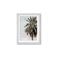 Picture of Canary Palm _GroupedProduct_Rectangle_Portrait_Photography _GroupedProduct_Rectangle_Portrait_Framed_Matted_