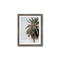 Picture of Canary Palm _GroupedProduct_Rectangle_Portrait_Photography _GroupedProduct_Rectangle_Portrait_Framed_Matted_