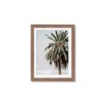 Picture of Canary Palm _GroupedProduct_Rectangle_Portrait_Photography _GroupedProduct_Rectangle_Portrait_Framed_Matted_
