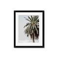 Picture of Canary Palm _GroupedProduct_Rectangle_Portrait_Photography _GroupedProduct_Rectangle_Portrait_Framed_Matted_