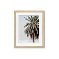 Picture of Canary Palm _GroupedProduct_Rectangle_Portrait_Photography _GroupedProduct_Rectangle_Portrait_Framed_Matted_