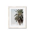 Picture of Canary Palm _GroupedProduct_Rectangle_Portrait_Photography _GroupedProduct_Rectangle_Portrait_Framed_Matted_