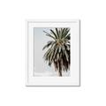 Picture of Canary Palm _GroupedProduct_Rectangle_Portrait_Photography _GroupedProduct_Rectangle_Portrait_Framed_Matted_