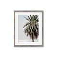 Picture of Canary Palm _GroupedProduct_Rectangle_Portrait_Photography _GroupedProduct_Rectangle_Portrait_Framed_Matted_