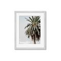 Picture of Canary Palm _GroupedProduct_Rectangle_Portrait_Photography _GroupedProduct_Rectangle_Portrait_Framed_Matted_
