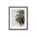 Picture of Canary Palm _GroupedProduct_Rectangle_Portrait_Photography _GroupedProduct_Rectangle_Portrait_Framed_Matted_