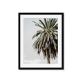 Picture of Canary Palm _GroupedProduct_Rectangle_Portrait_Photography _GroupedProduct_Rectangle_Portrait_Framed_Matted_