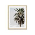 Picture of Canary Palm _GroupedProduct_Rectangle_Portrait_Photography _GroupedProduct_Rectangle_Portrait_Framed_Matted_