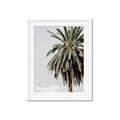 Picture of Canary Palm _GroupedProduct_Rectangle_Portrait_Photography _GroupedProduct_Rectangle_Portrait_Framed_Matted_