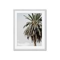Picture of Canary Palm _GroupedProduct_Rectangle_Portrait_Photography _GroupedProduct_Rectangle_Portrait_Framed_Matted_