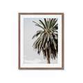 Picture of Canary Palm _GroupedProduct_Rectangle_Portrait_Photography _GroupedProduct_Rectangle_Portrait_Framed_Matted_