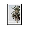 Picture of Canary Palm _GroupedProduct_Rectangle_Portrait_Photography _GroupedProduct_Rectangle_Portrait_Framed_Matted_