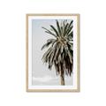 Picture of Canary Palm _GroupedProduct_Rectangle_Portrait_Photography _GroupedProduct_Rectangle_Portrait_Framed_Matted_