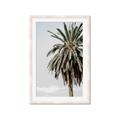 Picture of Canary Palm _GroupedProduct_Rectangle_Portrait_Photography _GroupedProduct_Rectangle_Portrait_Framed_Matted_